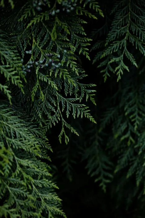 Böhmer, Mareike: Branches d