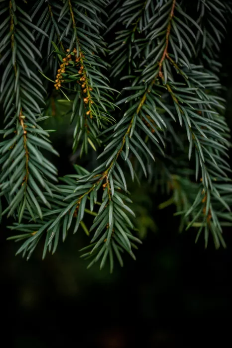 Böhmer, Mareike: Branches d