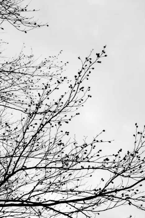Böhmer, Mareike: Silhouettes d