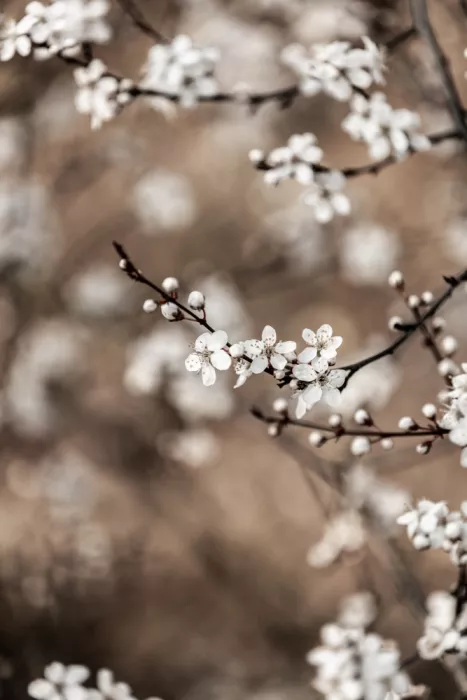 Böhmer, Mareike: Dernier Printemps 1