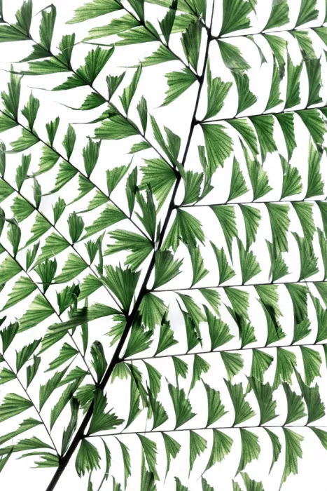 Böhmer, Mareike: Summer Branches 4