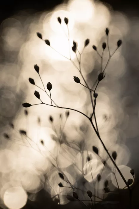Böhmer, Mareike: Silhouettes de soleil 1