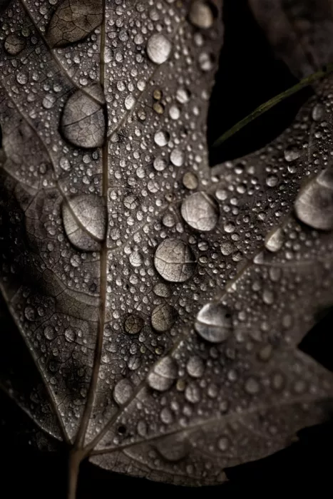 Böhmer, Mareike: Automne pluvieux