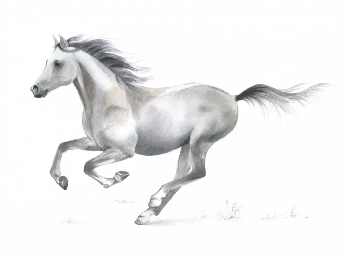 Brent, Isabelle: Grazia dinamica di un cavallo al galoppo