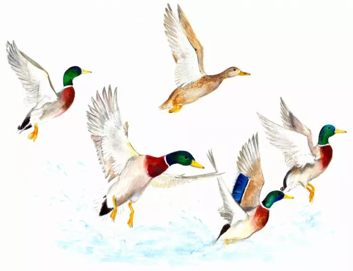 Brent, Isabelle: Canards en vol