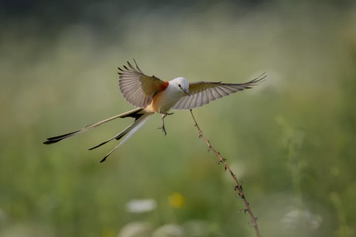Wang, Max: Scissor-tailed Flycatcher