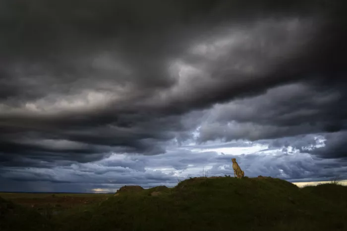 Marchegiani, Roberto: Waiting for the storm