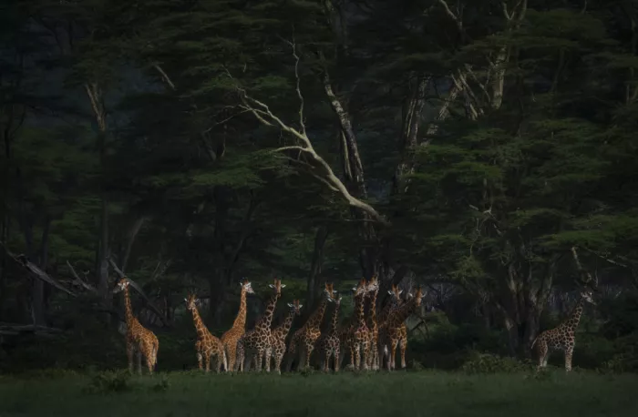 Marchegiani, Roberto: Giraffes