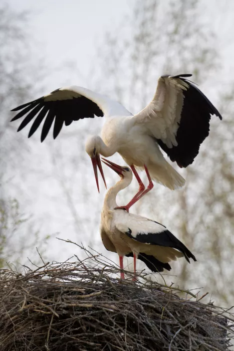Doronin, Dmitry: Mating games of storks
