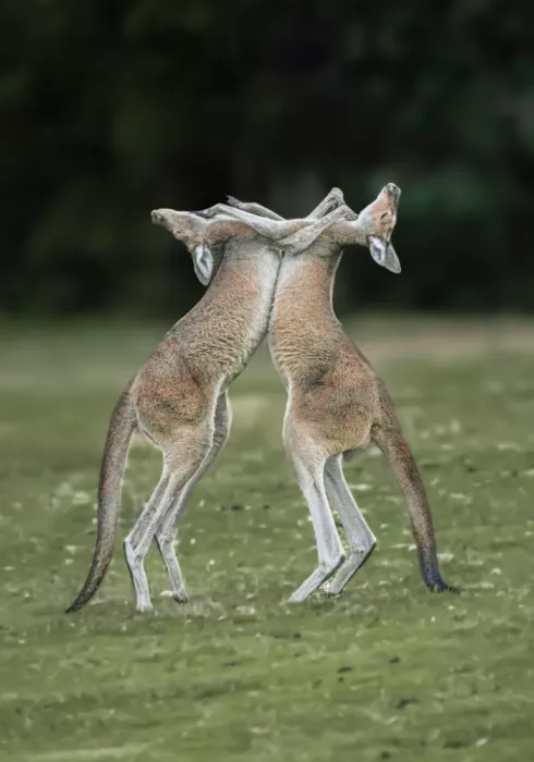 ahmadabdelhameed: The Kangaroo Fight