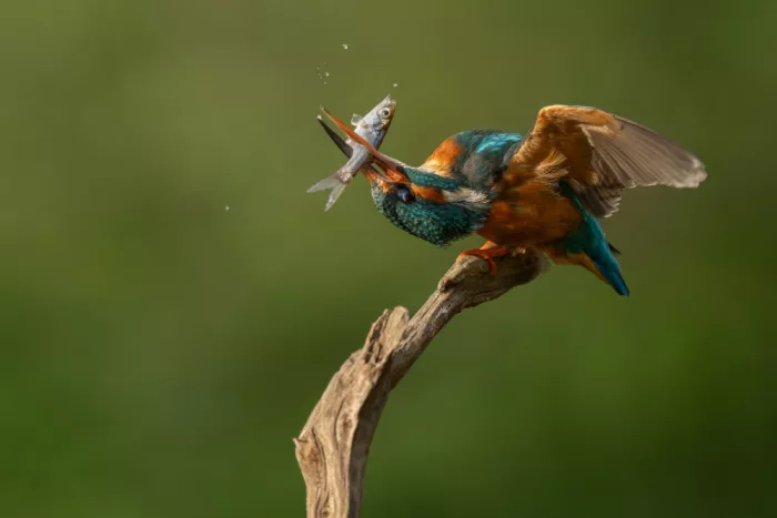 Pauli, Nina: Kingfisher after successful hunting