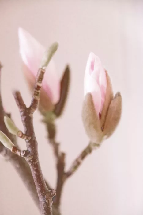 Sillen, Christina: Magnolia rosa