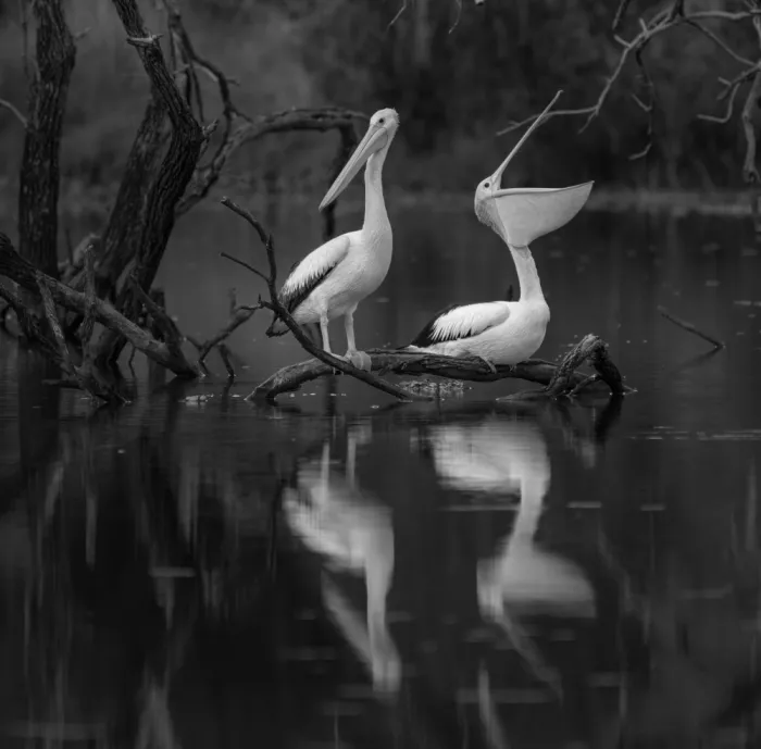 Papamanolis, Emanuel: Tranquility