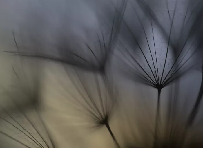 Grønkjær, Lotte: Tragopogon abstract