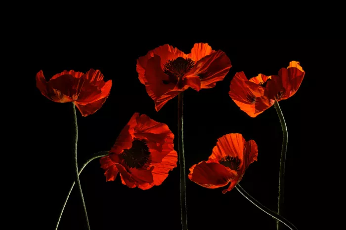 Jacobs, Lydia: Five Red Poppies