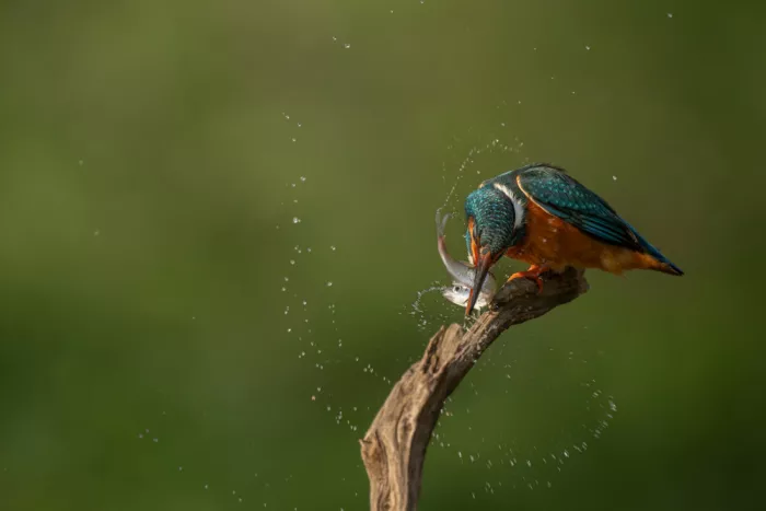 Pauli, Nina: Kingfisher preparing meal