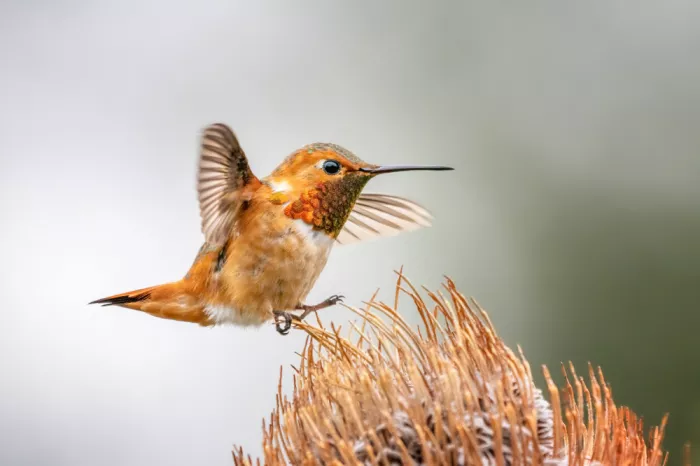 Lipinghu: Colibrì fulvo pronto al decollo
