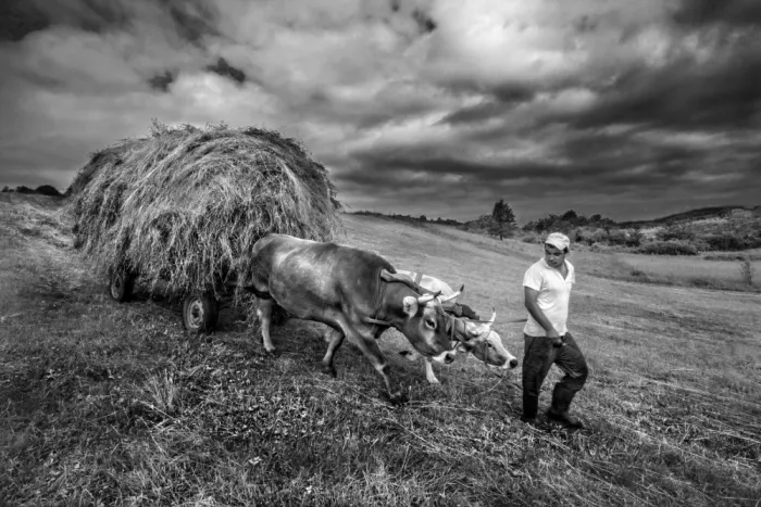 Calin, Silvia Rucsandra: Traditionelle Landwirtschaft BW