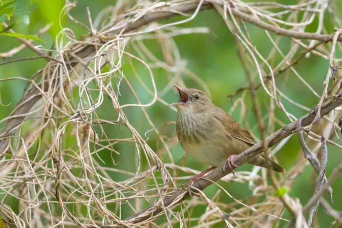 Doronin, Dmitry: Eurasian River Warbler