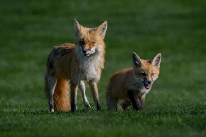Li, Z. Michael: A Fox Mother and Her Baby