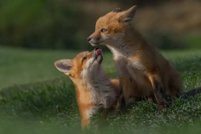 Li, Z. Michael: Playful Fox Brotherhood