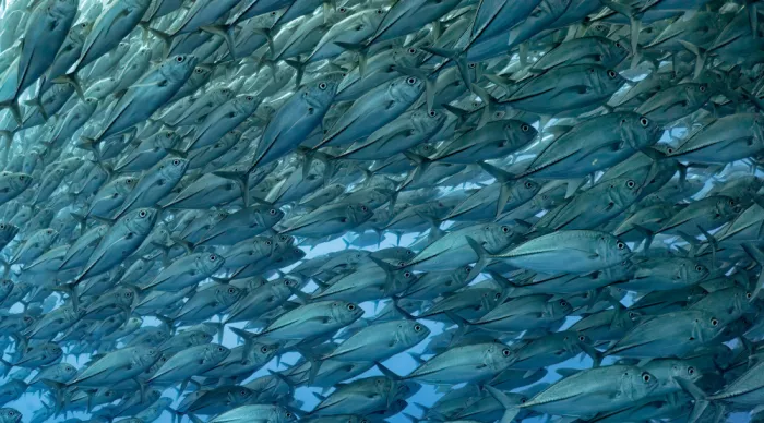 Meirovich, Ido: Fish party