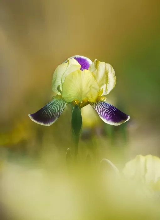 Wang, Ada: Iris