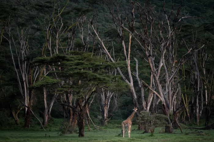 Ruoppolo, Luigi: A young giraffe and the dead trees