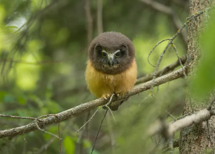 Xu, Tony: Northern Saw-whet Owl
