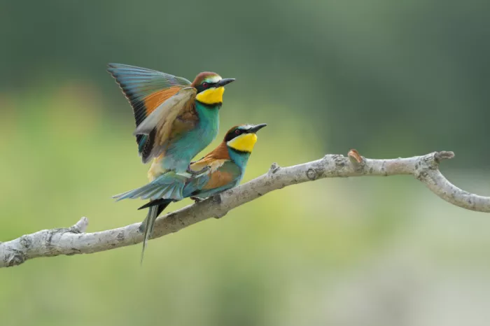 Pozzi, Marco: Mating
