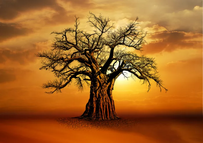 Kaminski, Carlo: Africký baobab při západu slunce