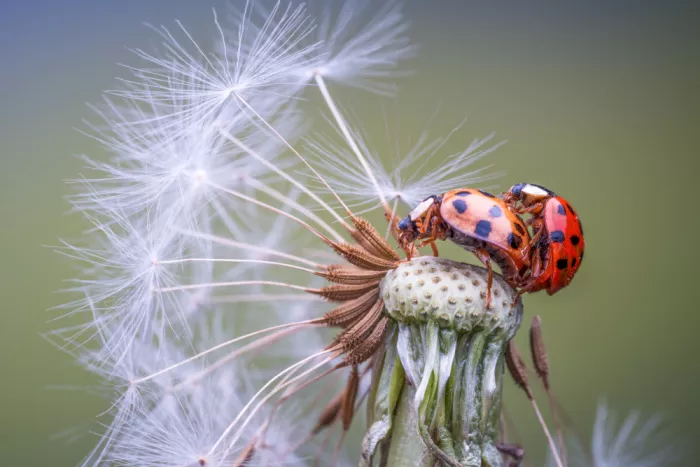 Summer2016: Happy ladybugs
