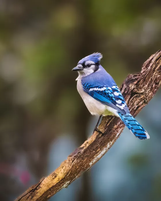 Cai, Xiao: Blue Jay