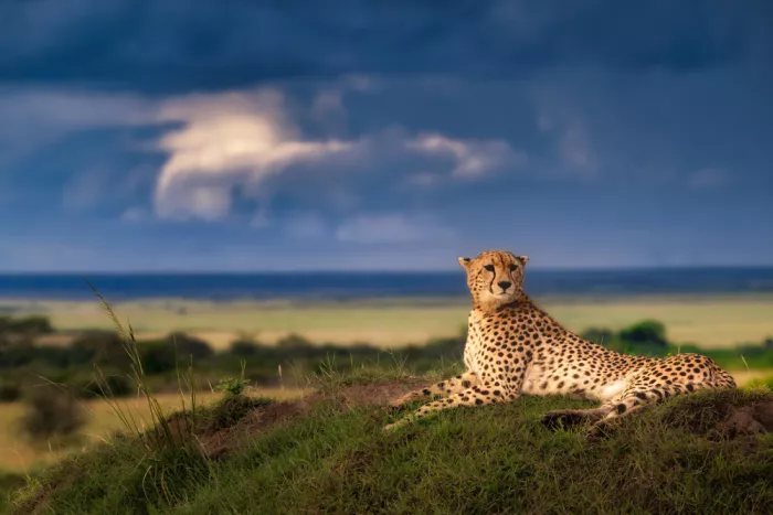Ruoppolo, Luigi: Portrait of a cheetah