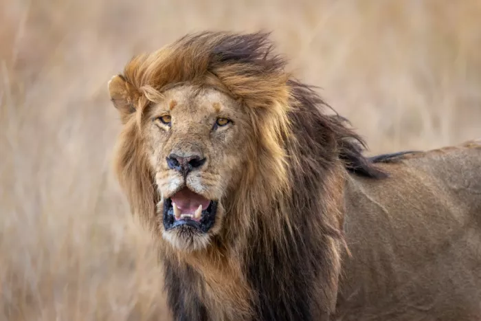 Strom, Mark: King of the Savanna