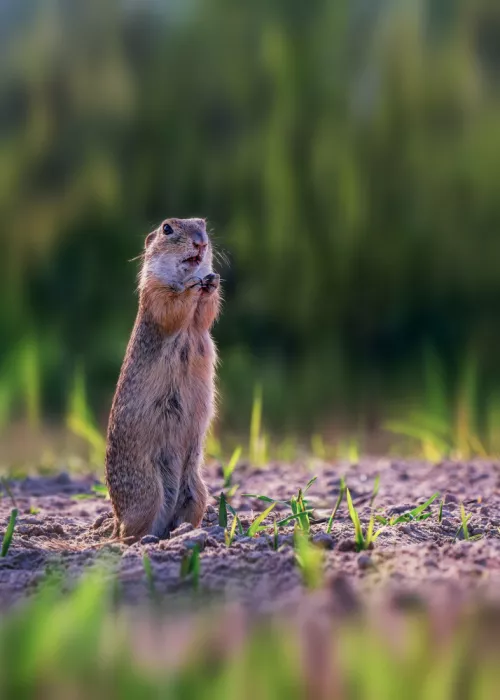 Ji, Shirley: Squirrel