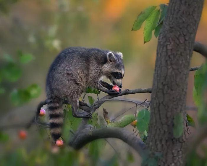 P., Ruiqing: The Raccoon Eating Persimmons
