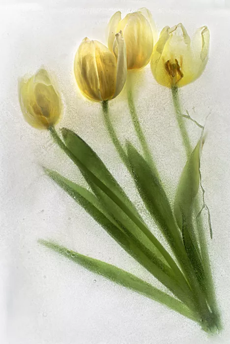Losada, Secundino: Frozen tulip in high key