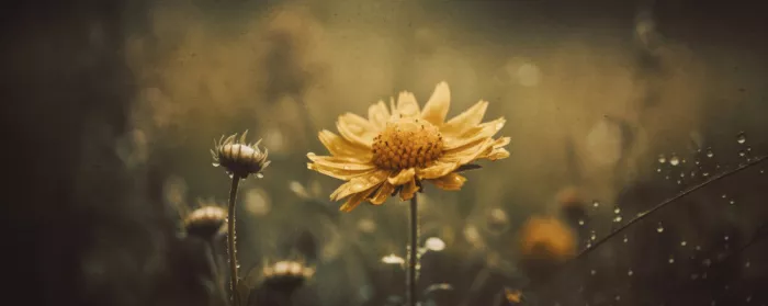 Treechild: Goldenes Flüstern