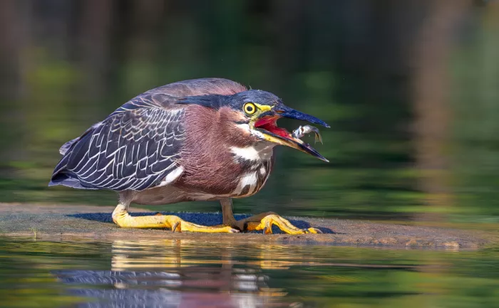 Lin, Ning: Green Heron