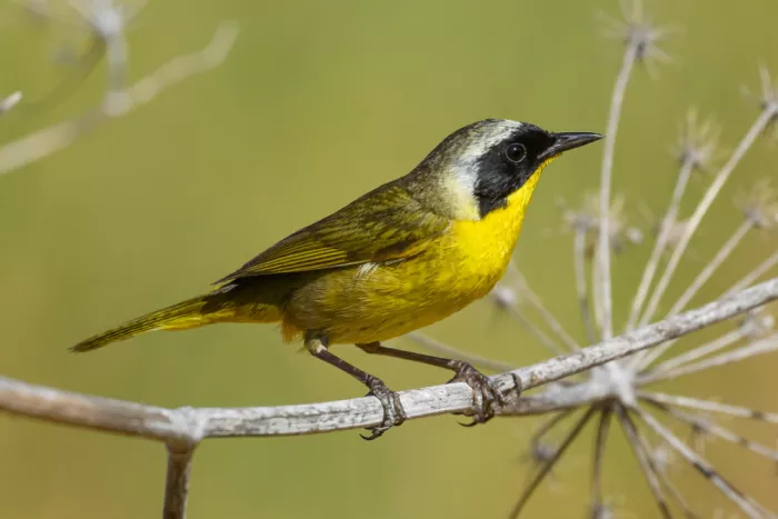 Wang, Moses: Common yellowthroat