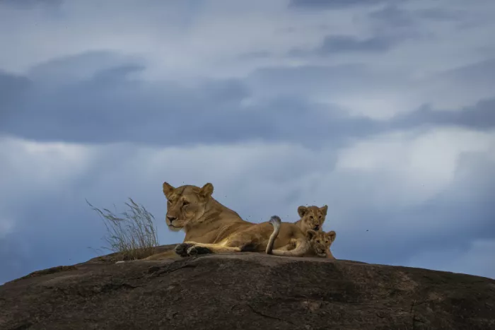 Marchegiani, Roberto: Family Lion