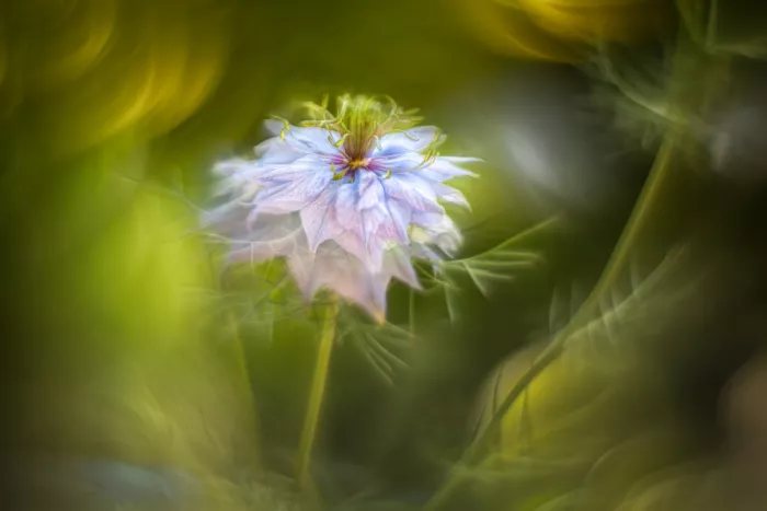 Haaksma, Piet: Blue beauty
