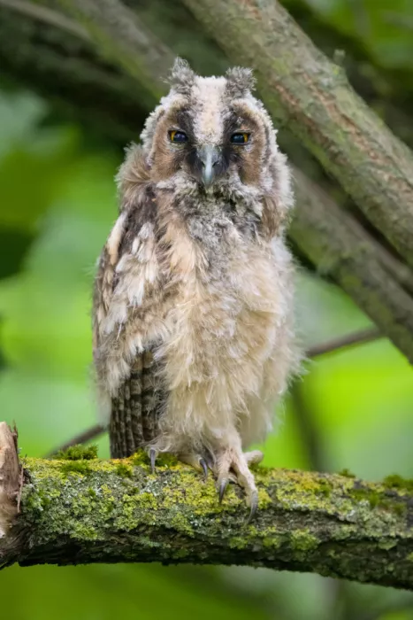 Doronin, Dmitry: Long-eared Owl