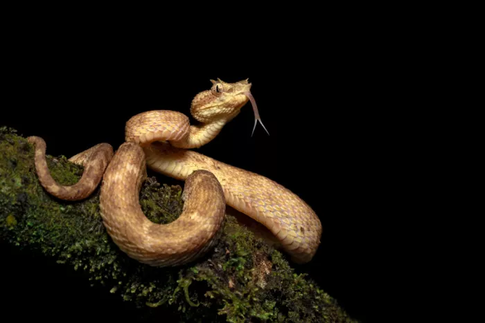 Zygmunt, Milan: Eyelash viper