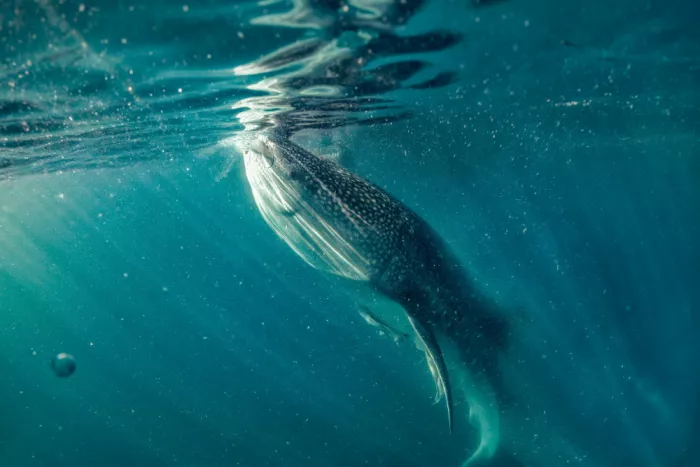 Meirovich, Ido: Whale Shark feeding