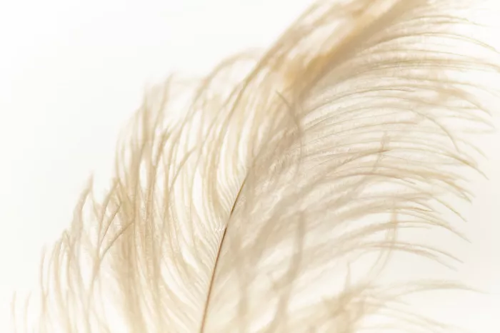 Collins, Lynn Crystal: Feather no.1