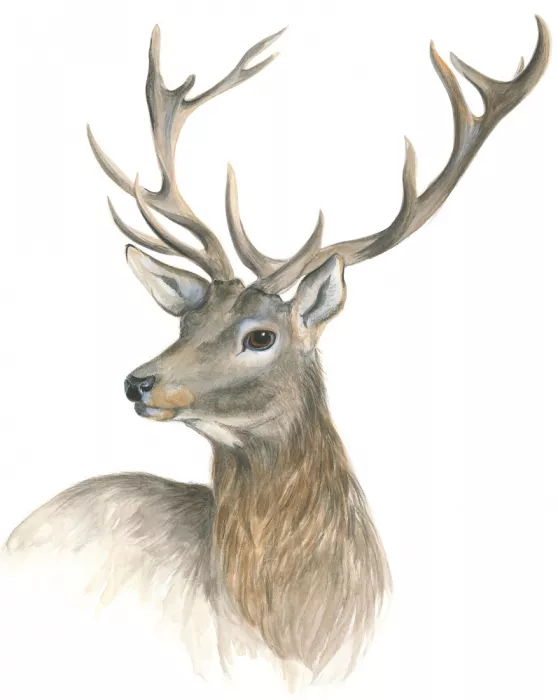 Brent, Isabelle: Portrait de cerf royal