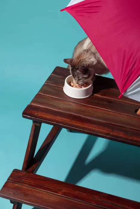 Ramiro, Julia: Cat picnic