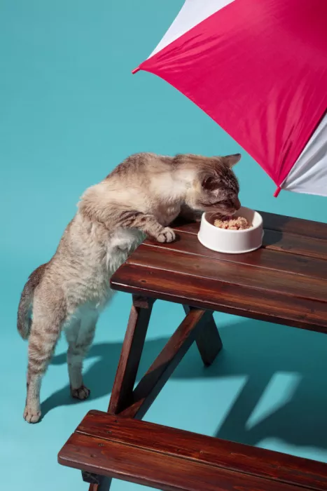 Ramiro, Julia: Cat picnic